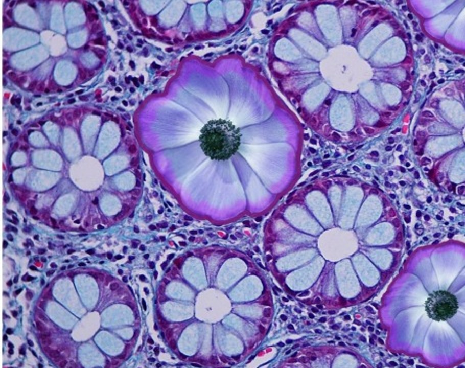 MBA034-1: HISTOLOGÍA I